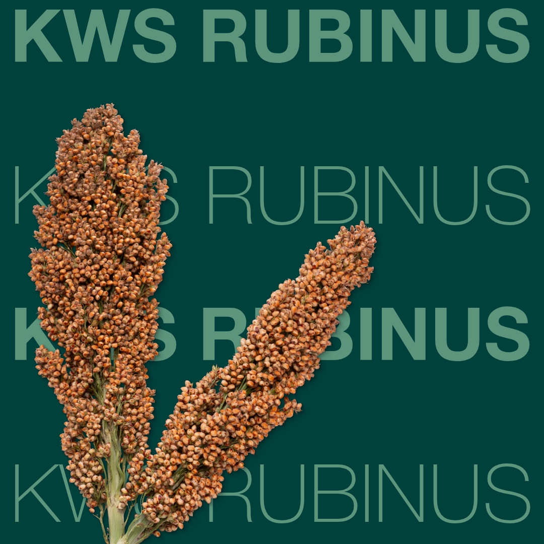 kws_rubinus_keyvisual_de_1x1_1.jpg