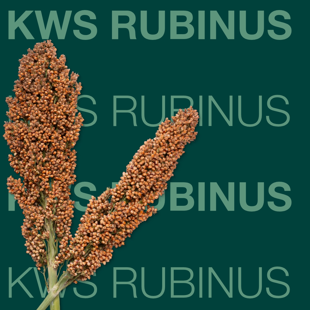kws_rubinus_keyvisual_hu_1x1.jpg