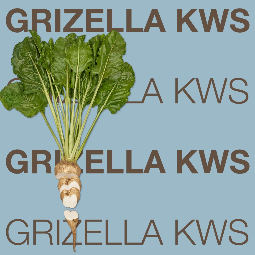grizella_kws_keyvisual_hu_1x1_1.jpg