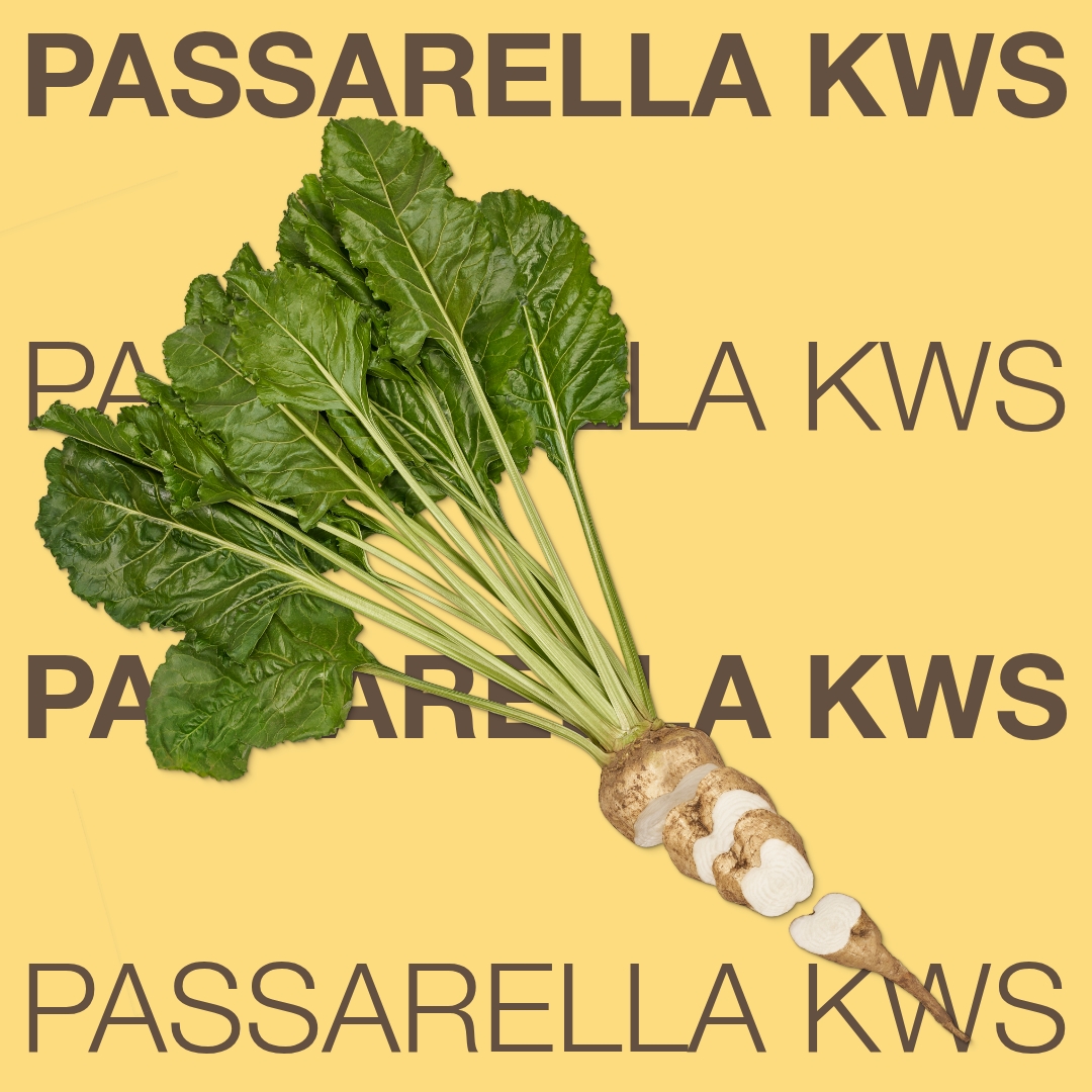 passarella_kws_keyvisual_hu_1x1_1.jpg
