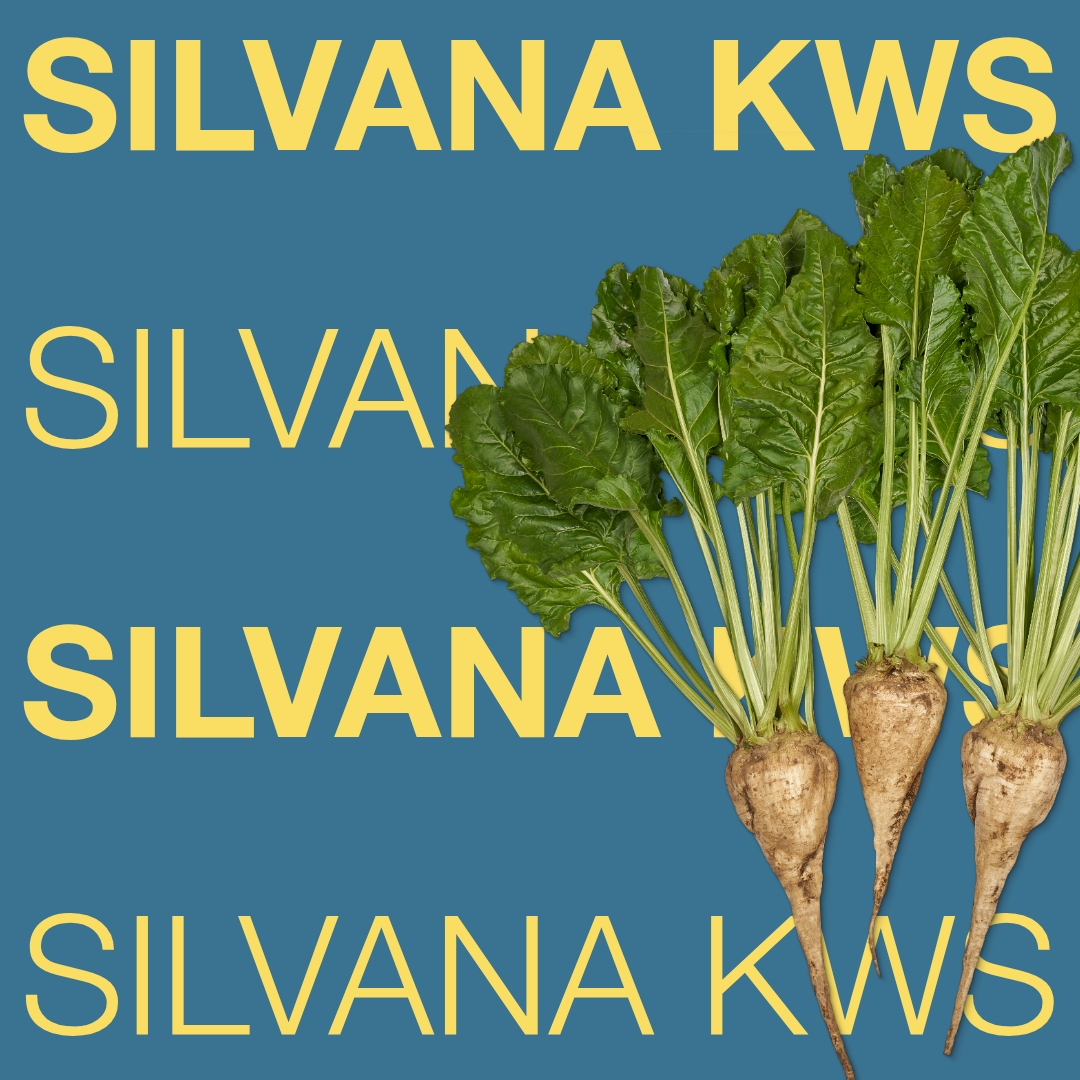 silvana_kws_keyvisual_hu_1x1_1.jpg