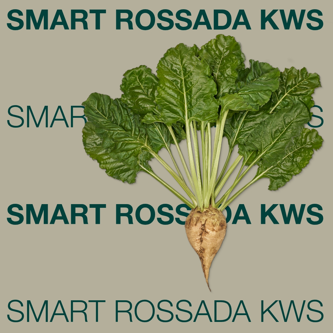 smart_rossada_kws_keyvisual_hu_1x1_1.jpg