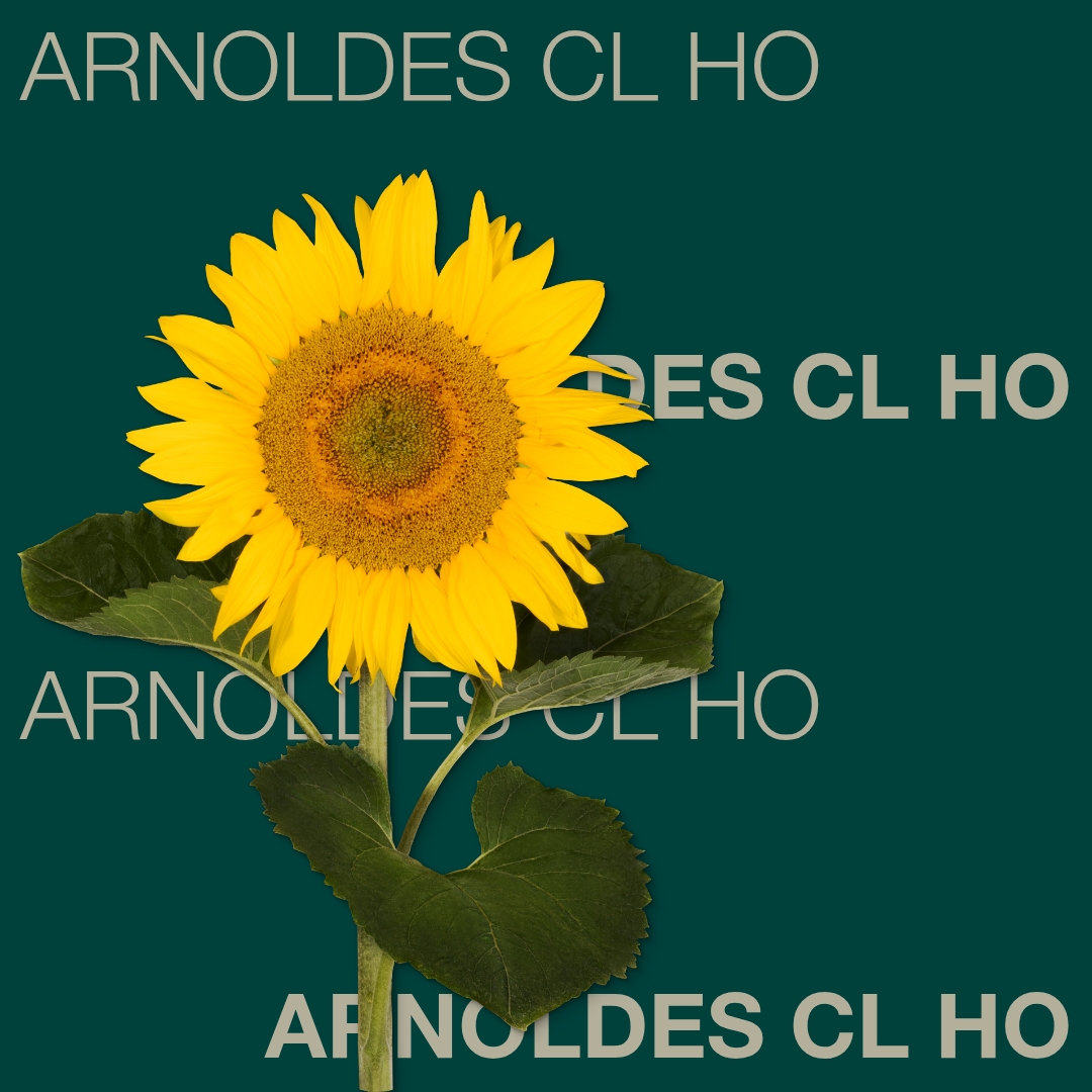 arnoldes_cl_ho_keyvisual_sk_1x1_1.jpg