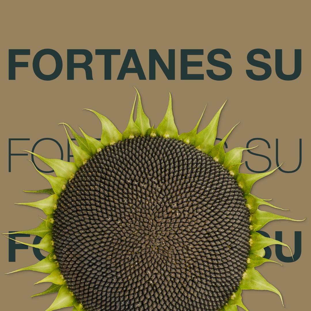 fortanes_su_keyvisual_hr_1x1_1.jpg