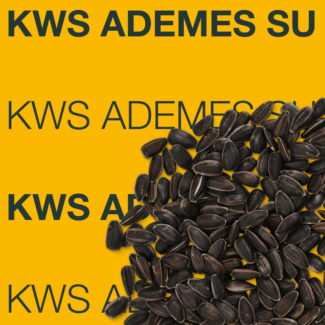 kws_ademes_su_keyvisual_sk_1x1_1.jpg