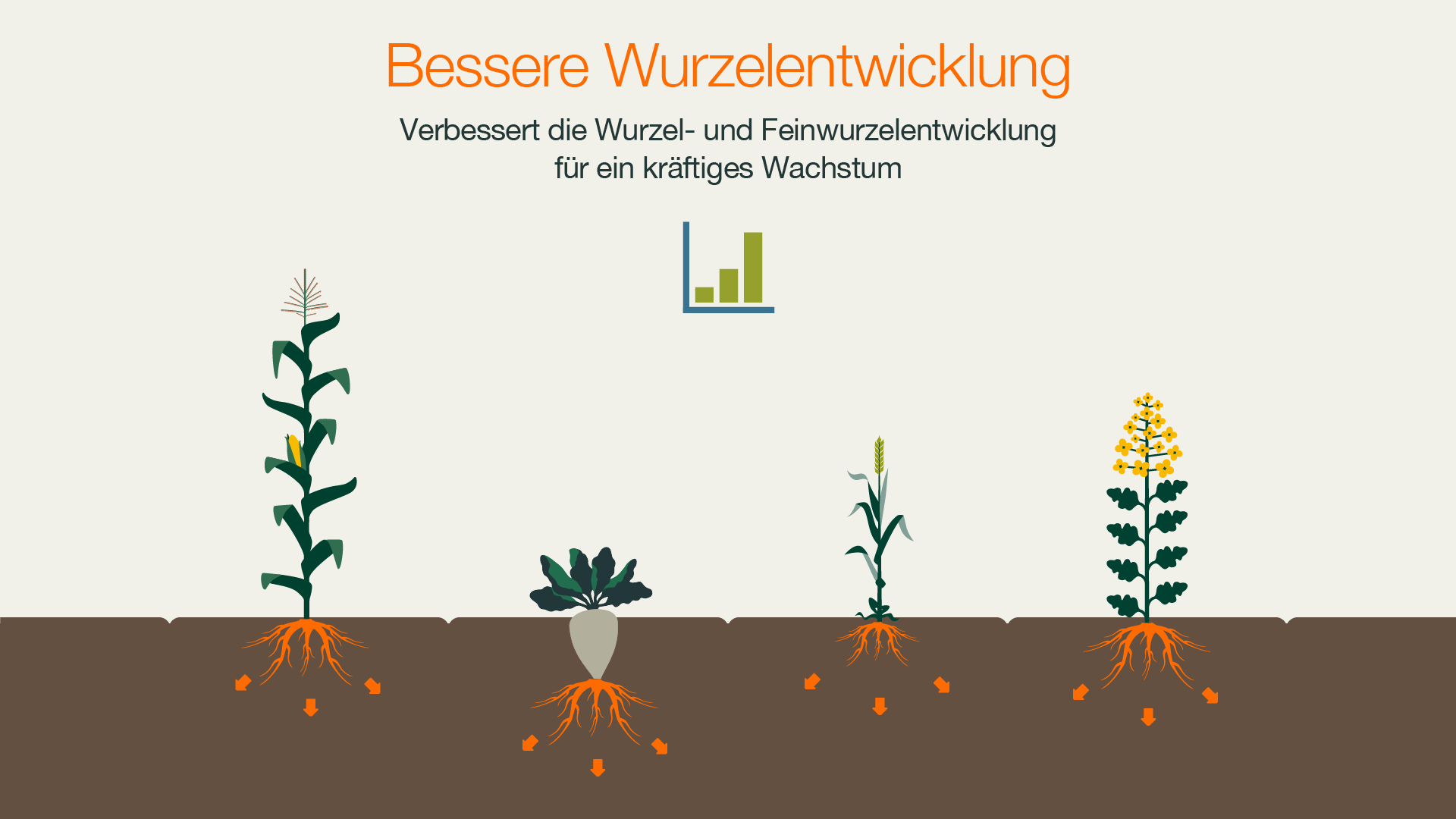 4_KWS_INITIO_infografik_Bessere-Wurzelentwicklung.png