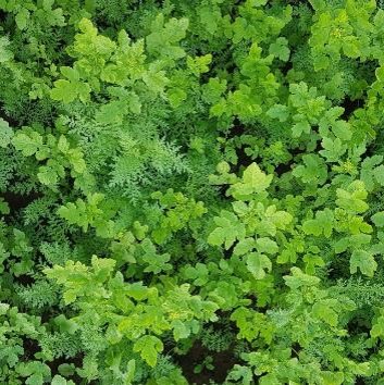 Foto di BEET RADISH FREE, miscuglio di cover crop KWS Fit4NEXT