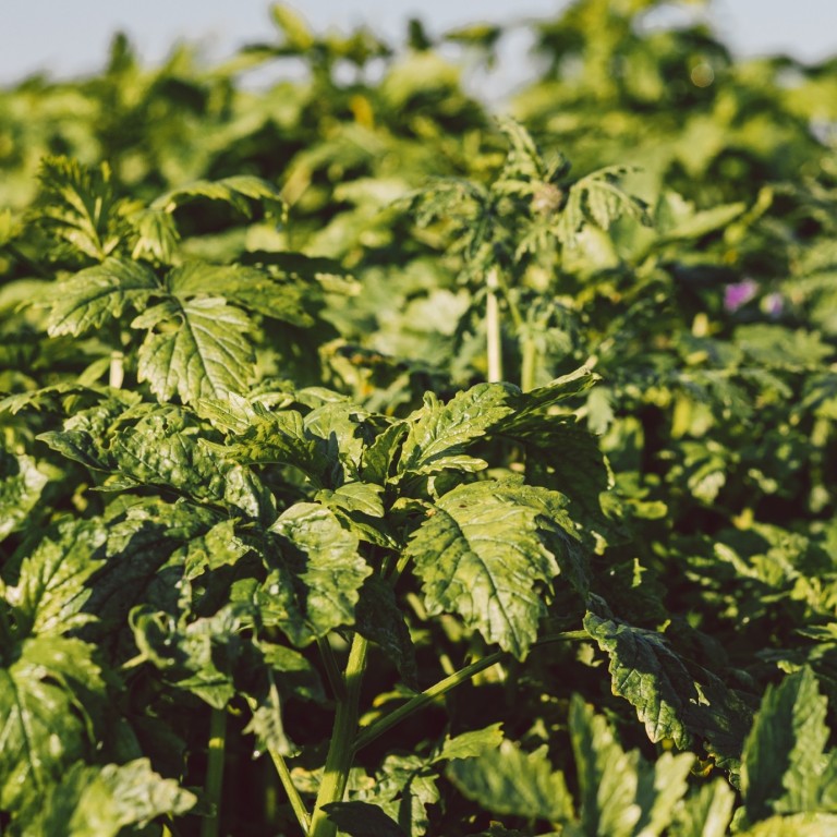 Foto di BEET RADISH FREE, miscuglio di cover crop KWS Fit4NEXT