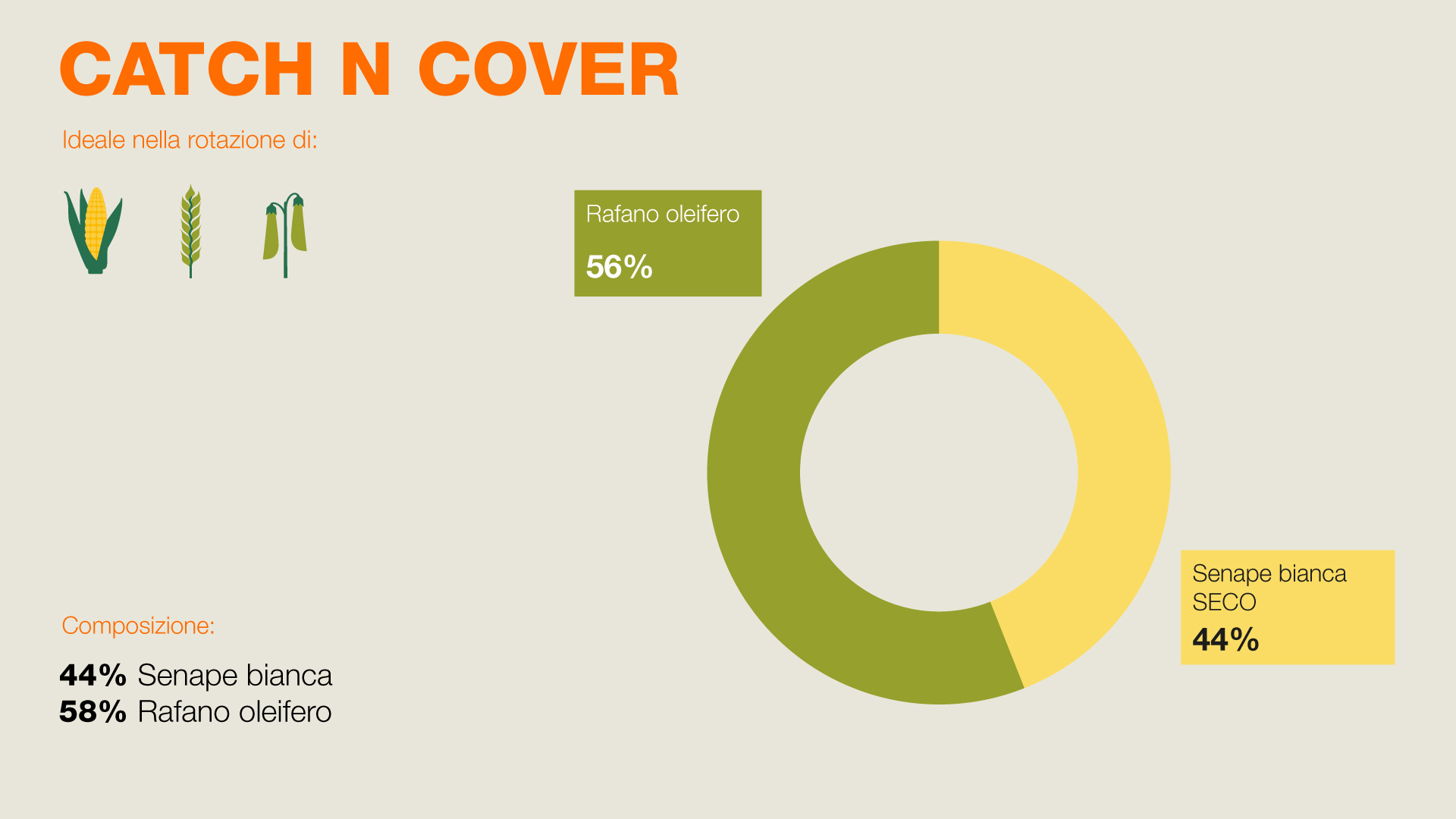 Composizione di CATHC N COVER - 44% senape bianca SECO, 56% Rafano Oleifero