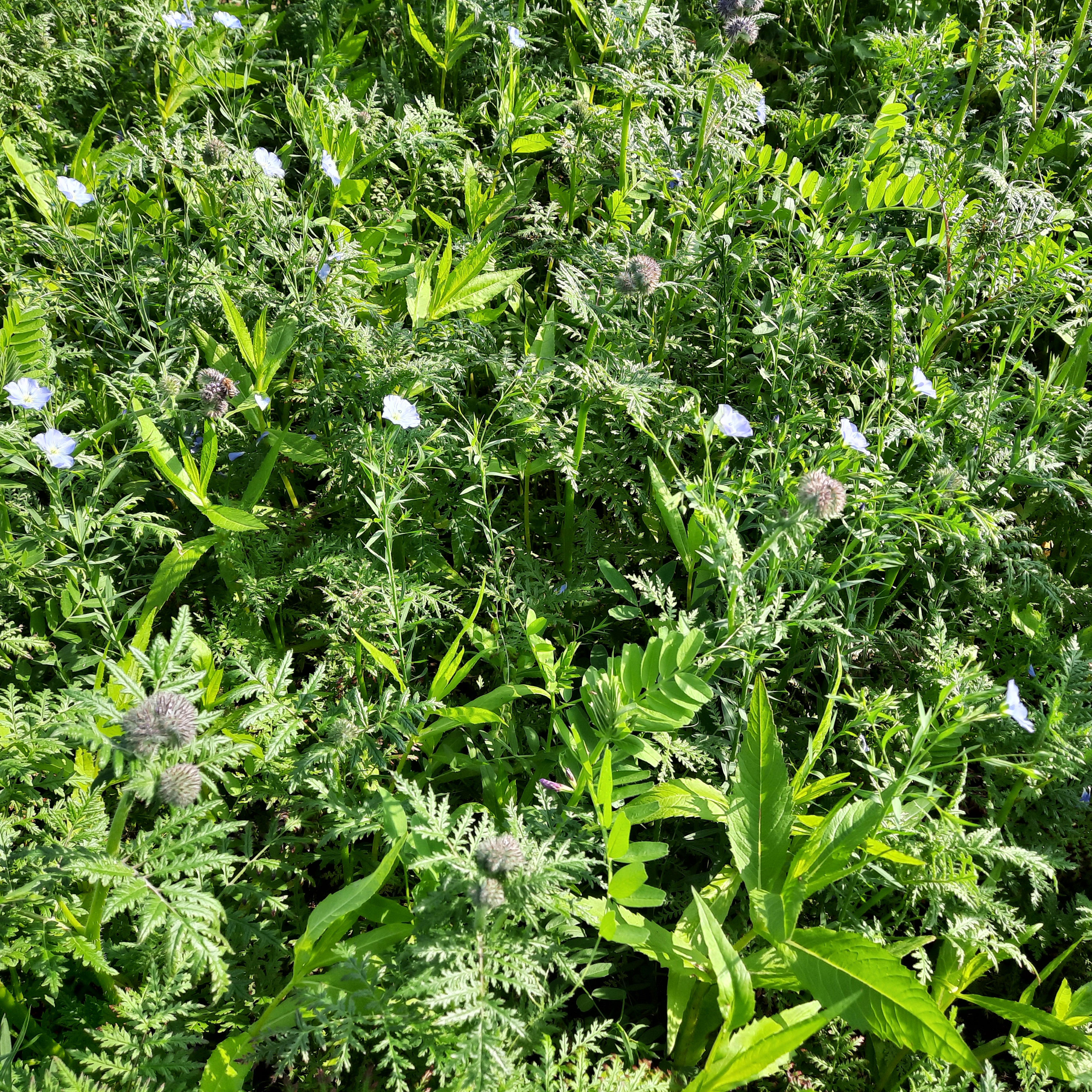 Foto di N-MAX FOR OILSEED RAPE, misglio di cover crop KWS Fit4NEXT KWS
