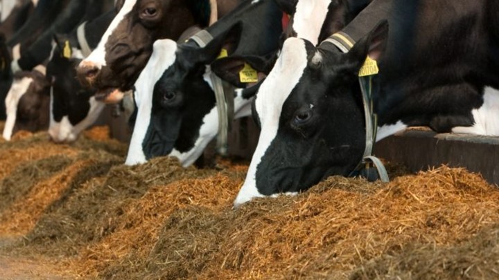 cows-feeding-on-silage.jpg