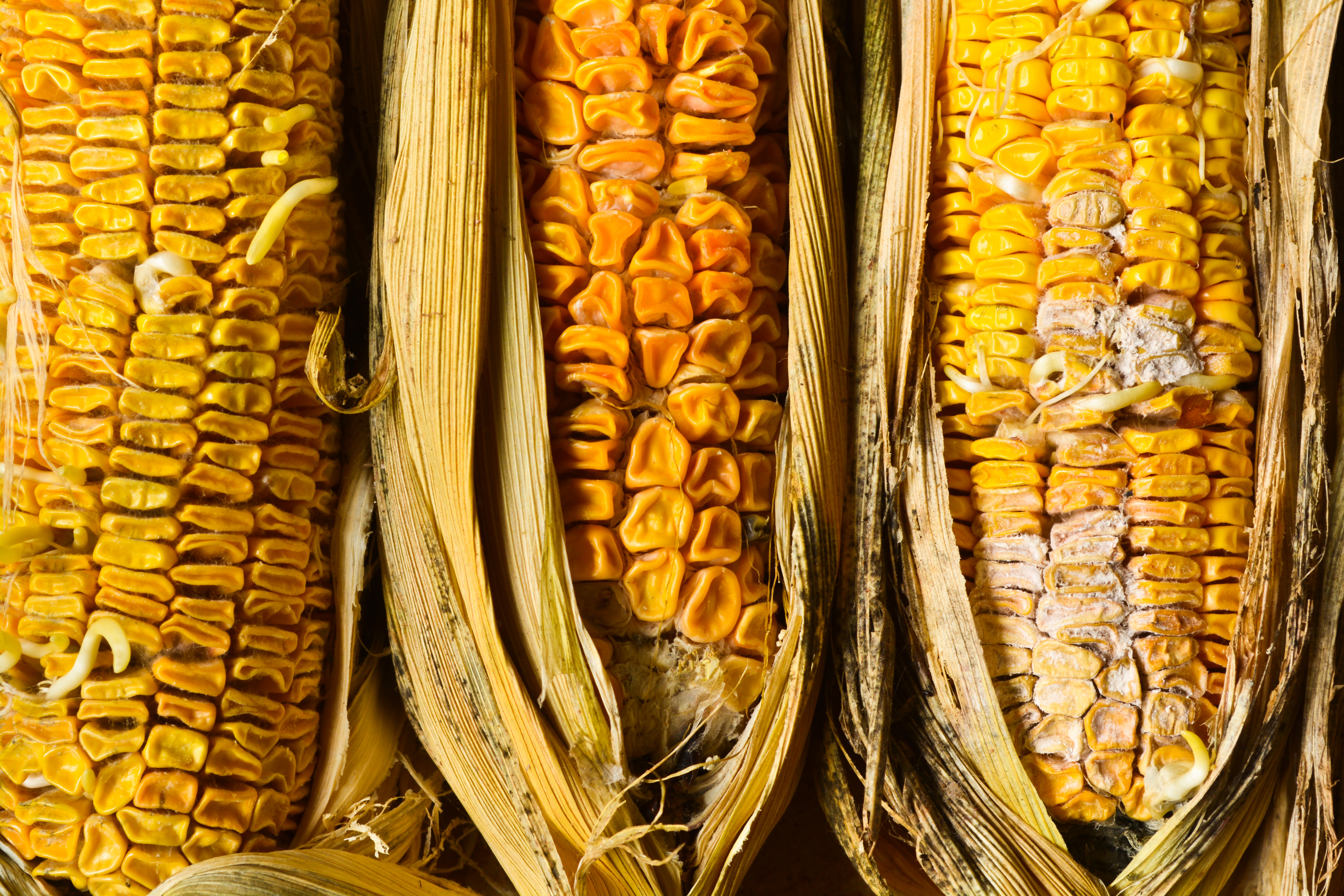Corn-with-fusarium.jpg