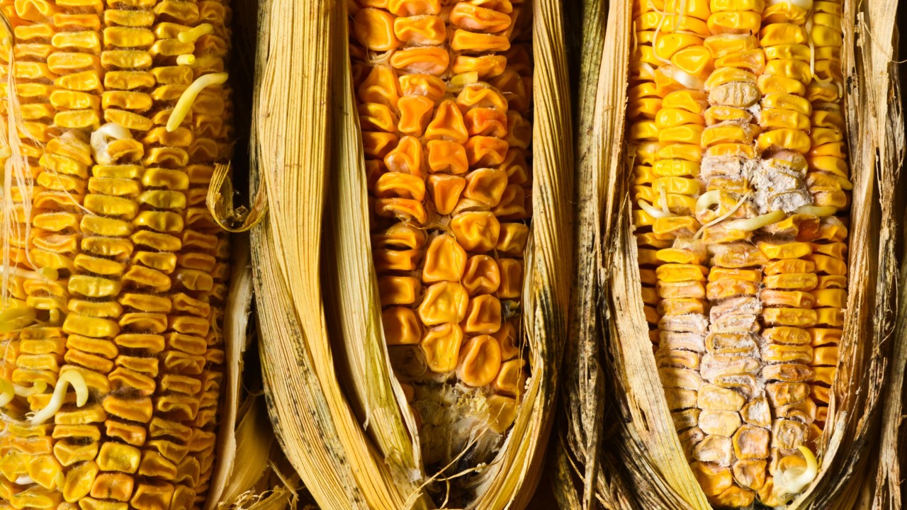 Corn-with-fusarium.jpg