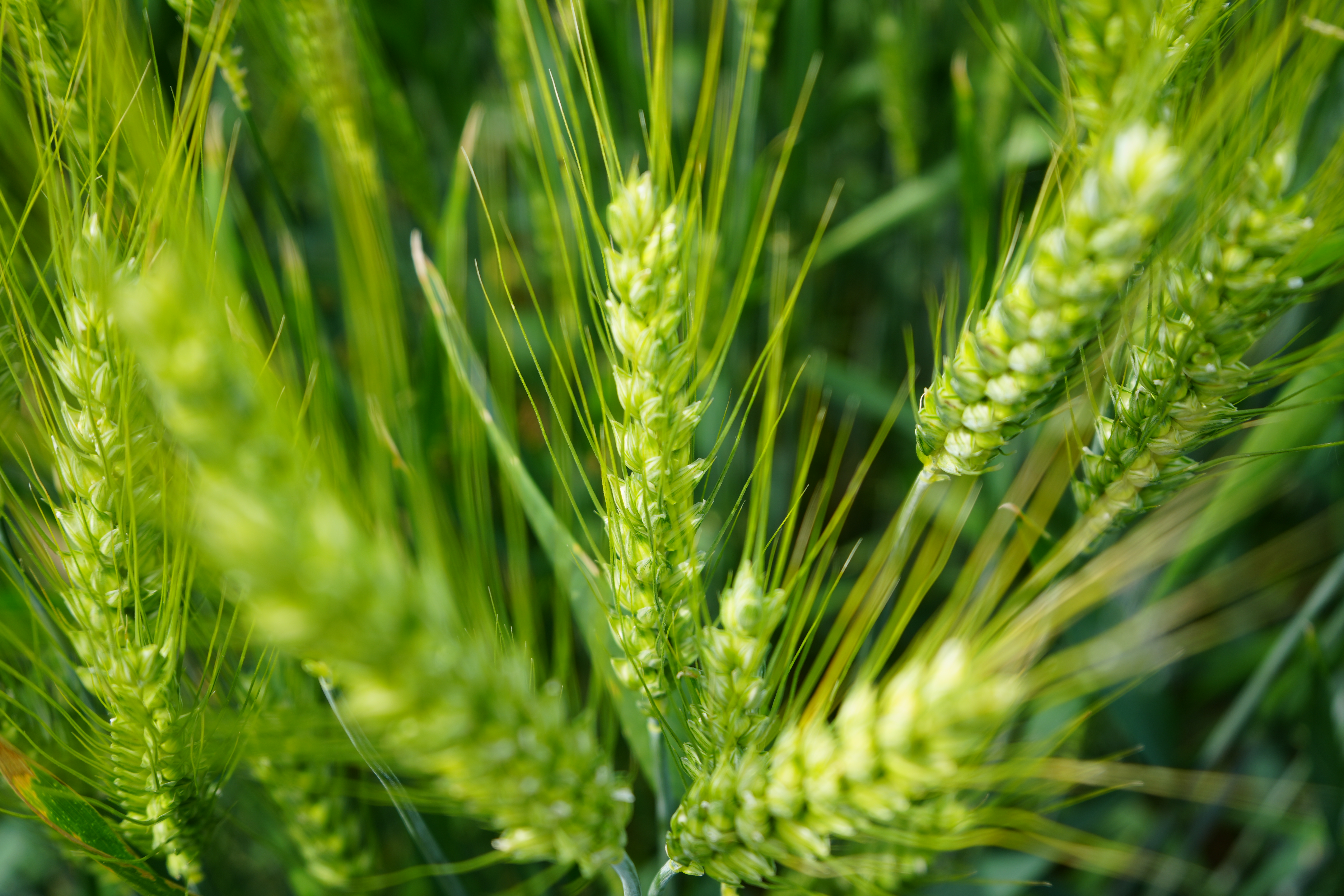 Campo di frumento verde con sfondo il cielo bianco
