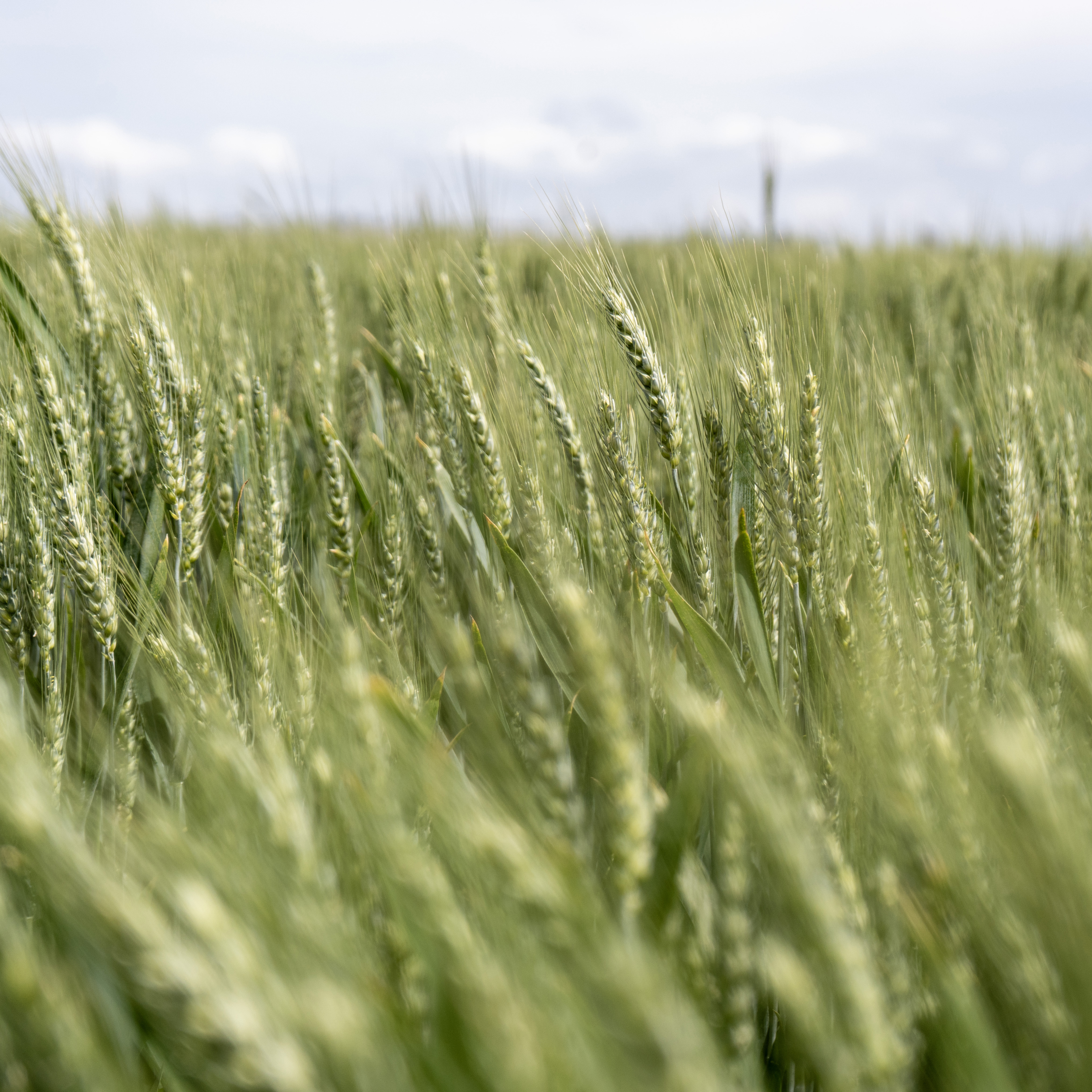 Campo con spighe di grano verdi, sfondo con cielo bianco