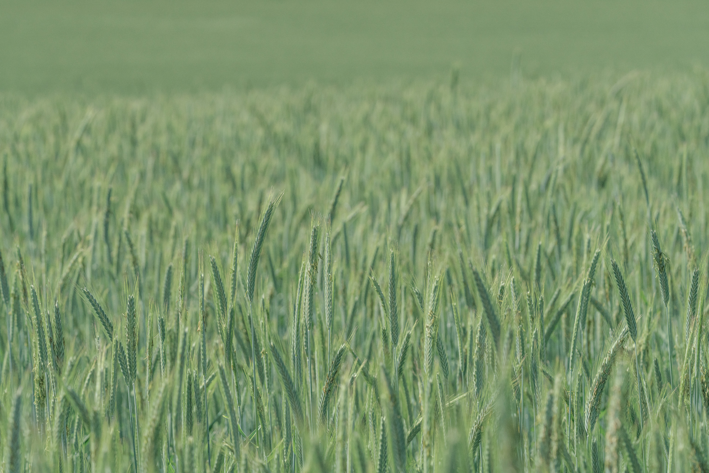Foto di campo di segale verde