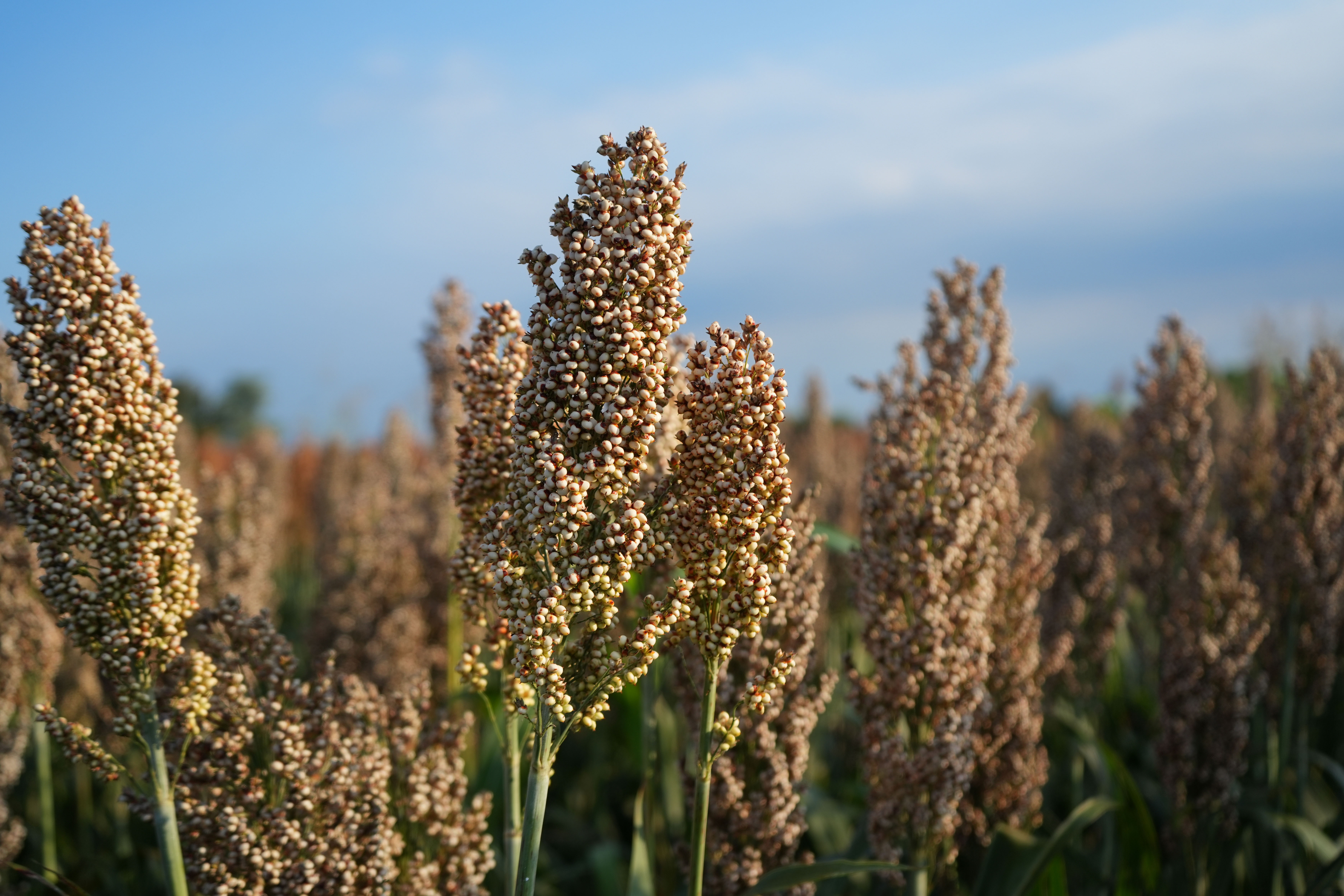 foto di sorgo KWS PEGASUS, sorgo da granella bianca con ottime produttività