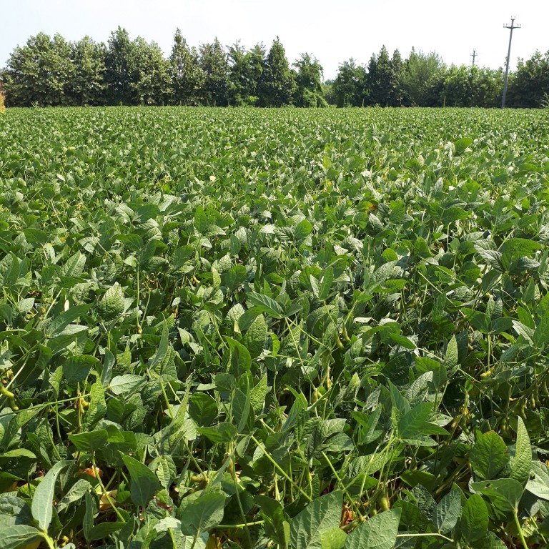 Kws Annika Soia Prodotti Kws Saat Se Co Kgaa