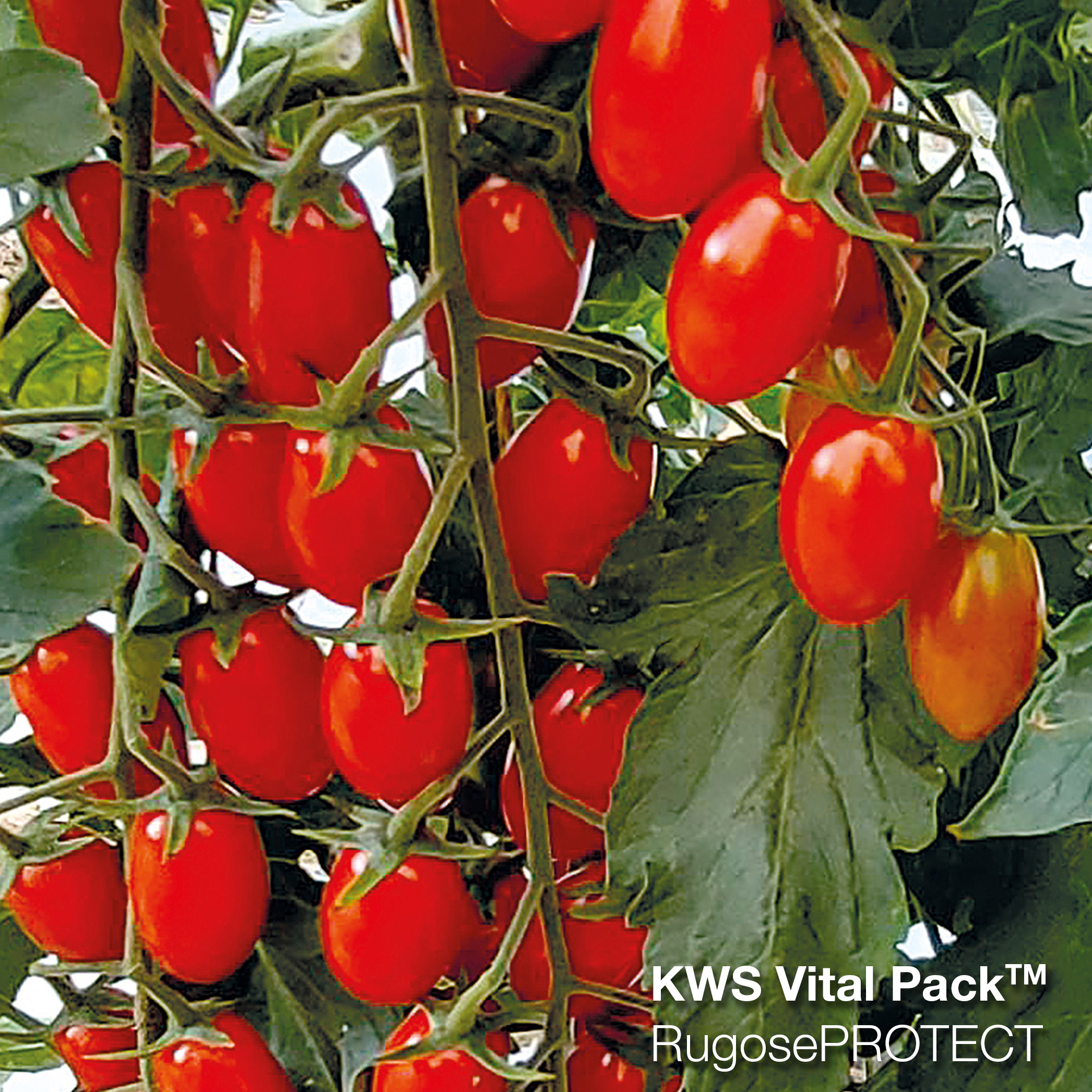 Foto di Kebrilla F1, pomodoro datterino di KWS