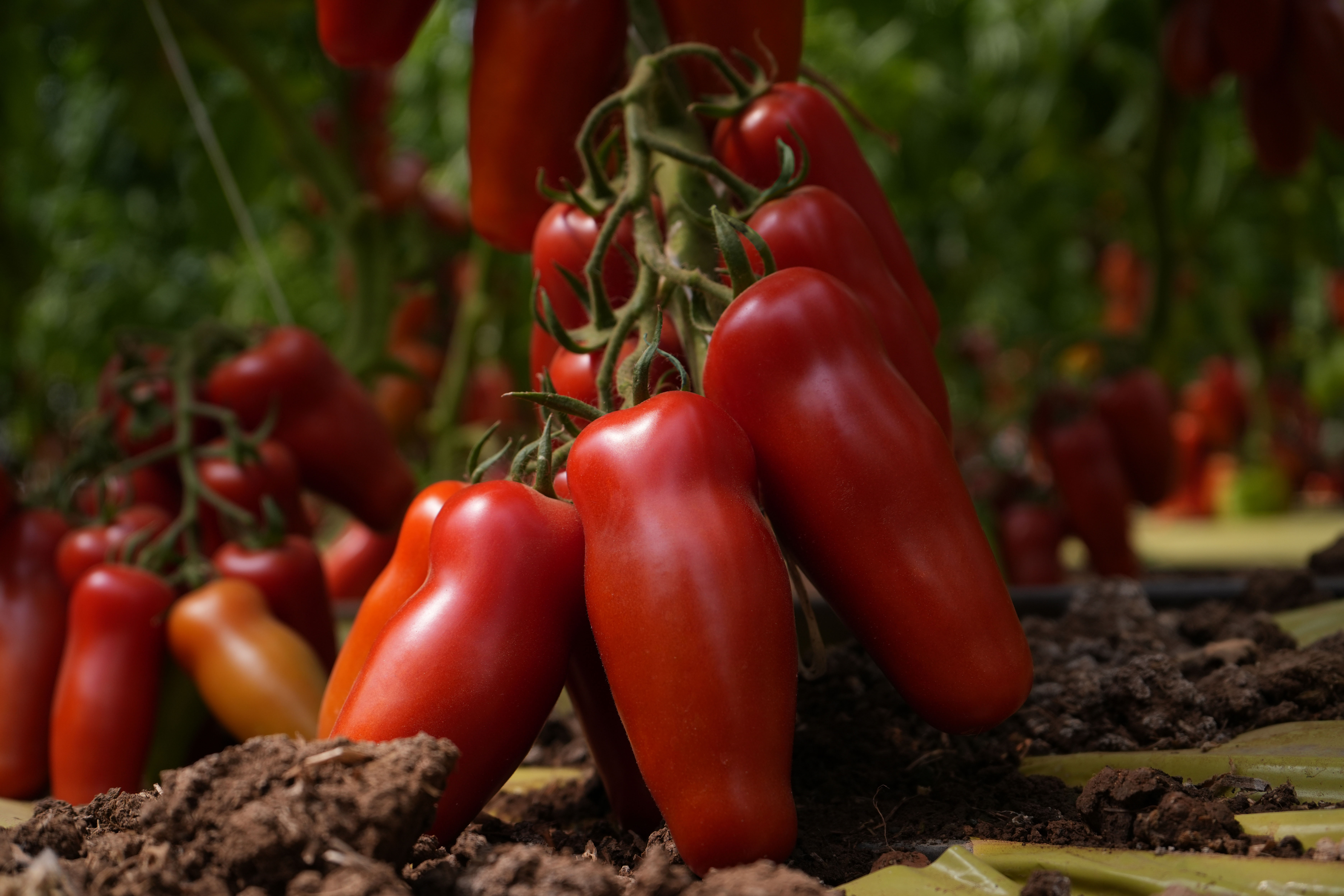 foto di Vendicari F1 pomodoro midiplum KWS