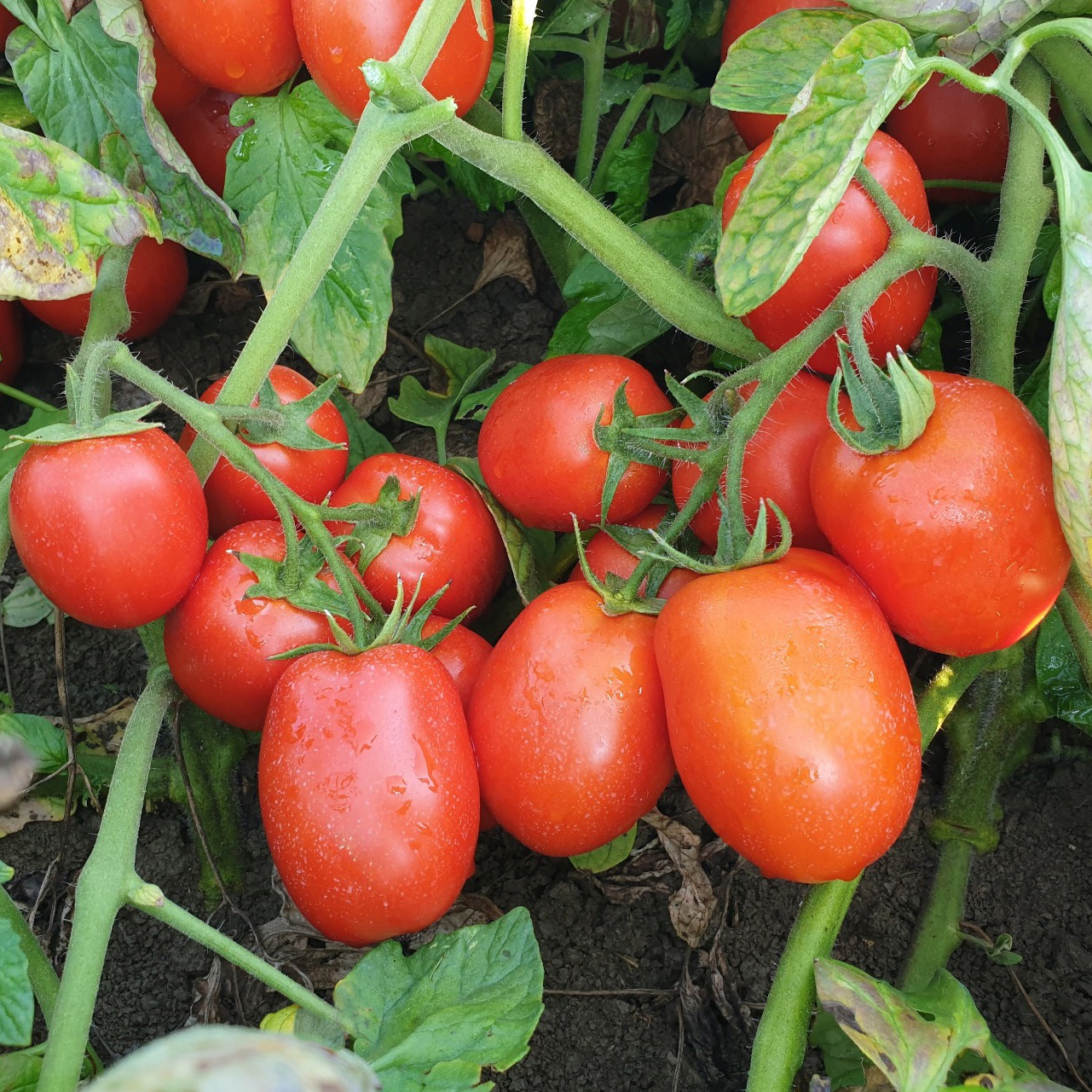 Foto di KUBI F1, pomodoro determinato KWS