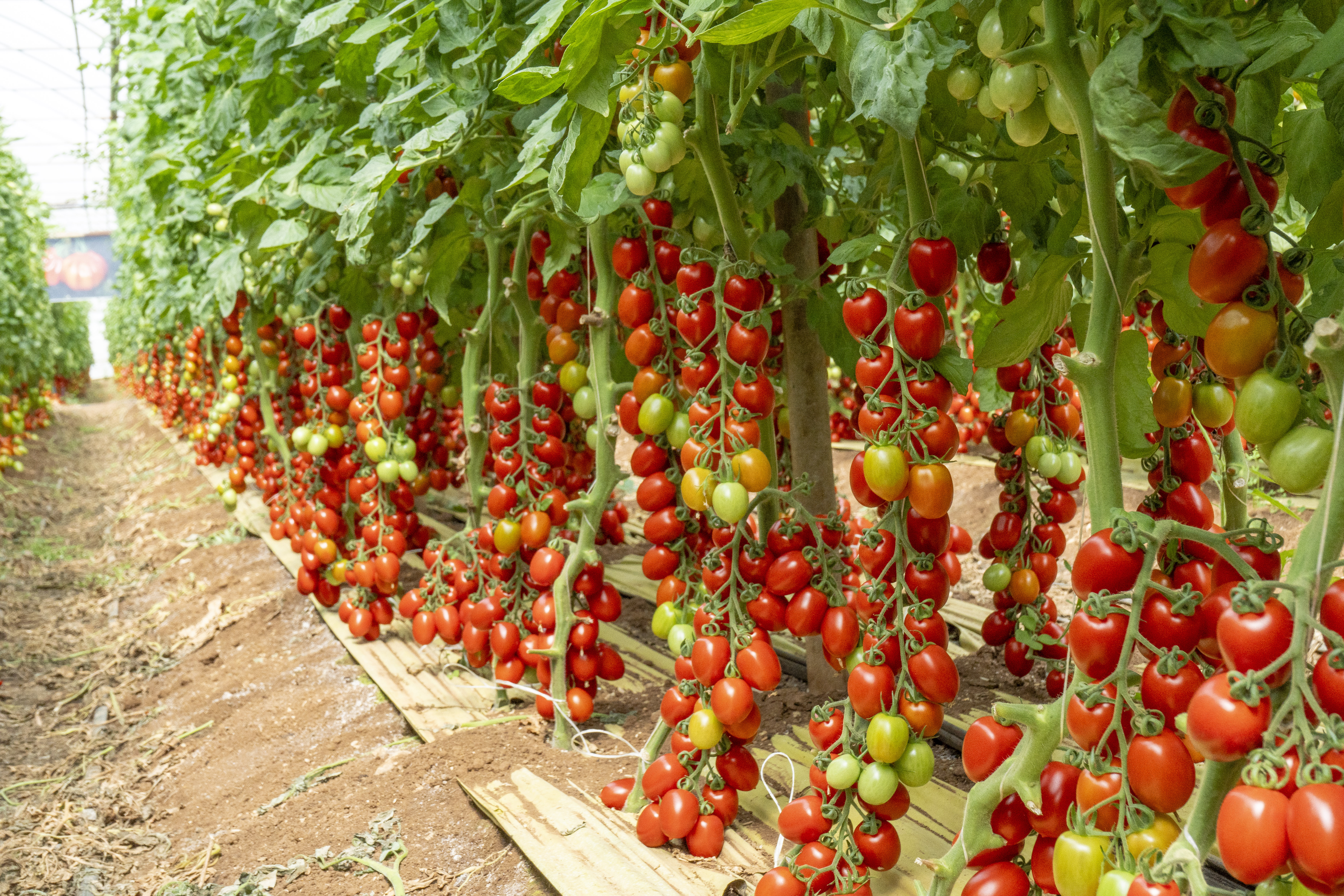 foto di Vendicari F1 pomodoro midiplum KWS