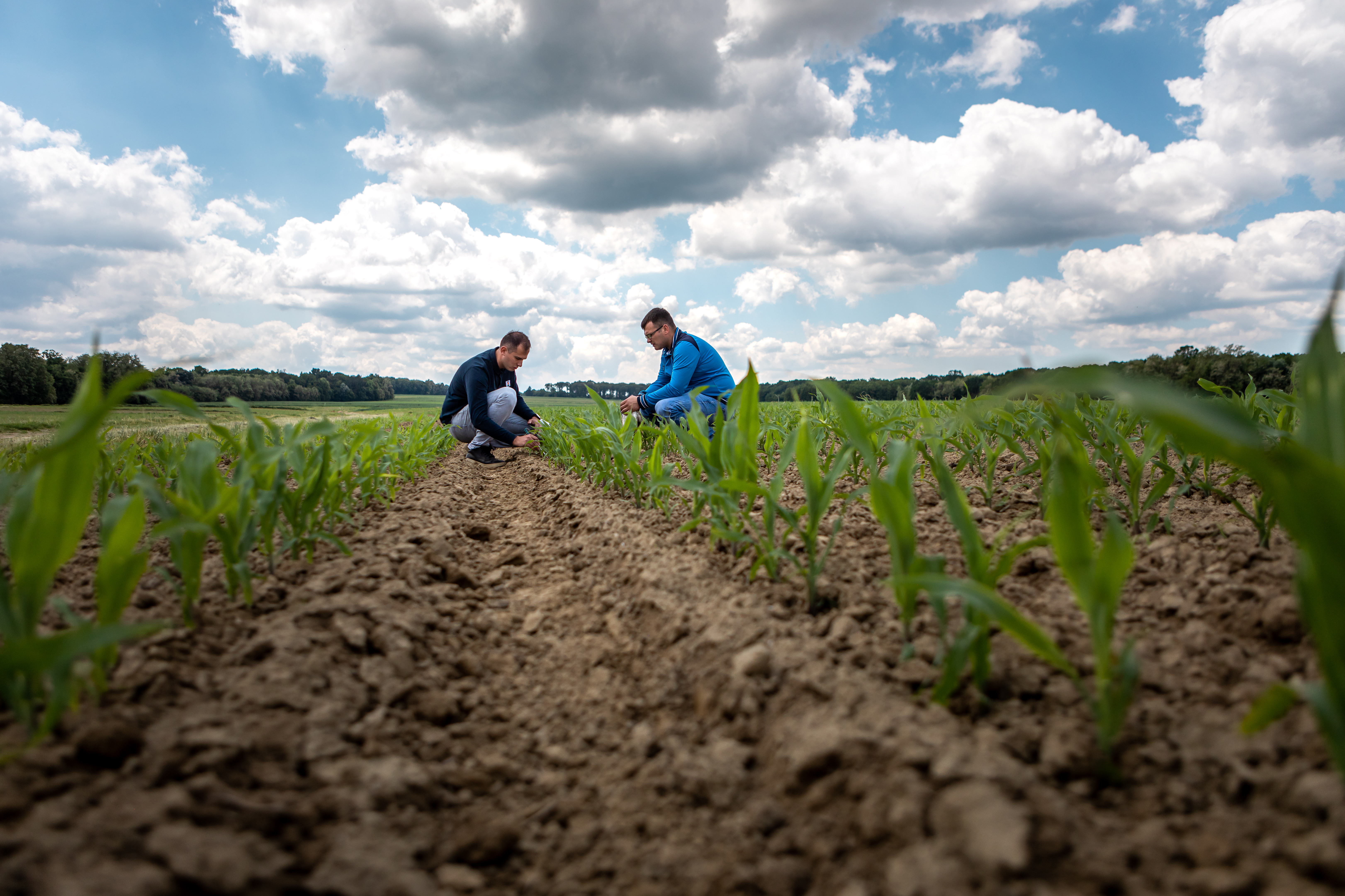 KWS consultant and grower in a corn field