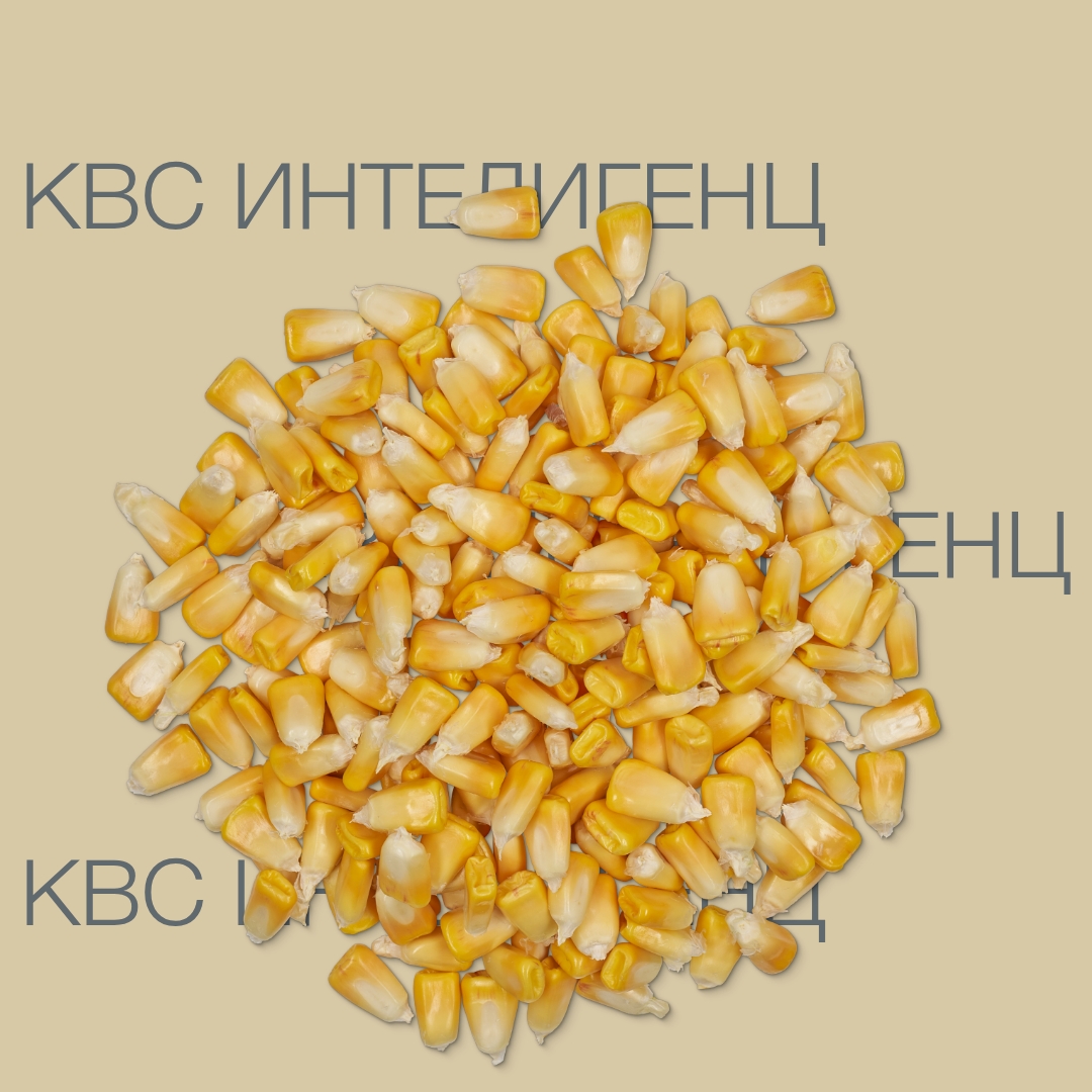 kvs_inteligenc_keyvisual_kg_1x1_1.jpg