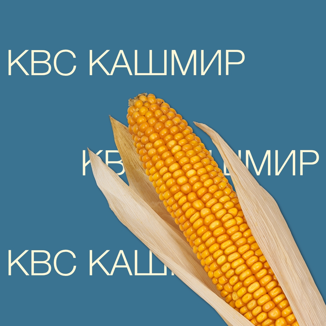 kvs_kasmir_keyvisual_kg_1x1_1.jpg