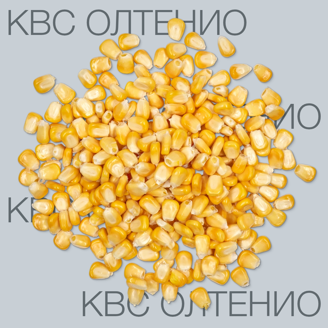 kvs_oltenio_keyvisual_kg_1x1_1.jpg