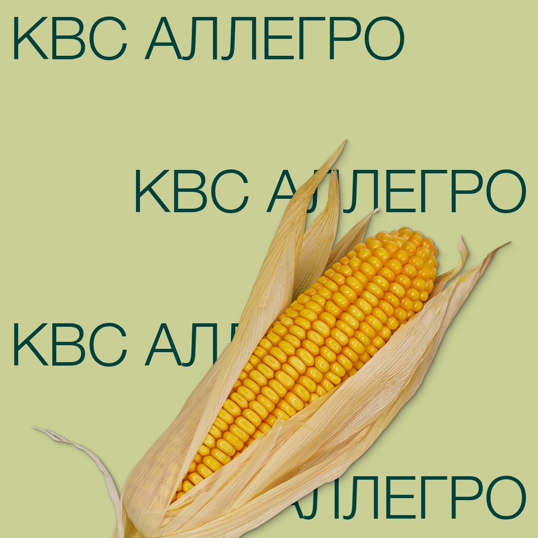 kbc_allegpo_keyvisual_kz_1x1_1.jpg