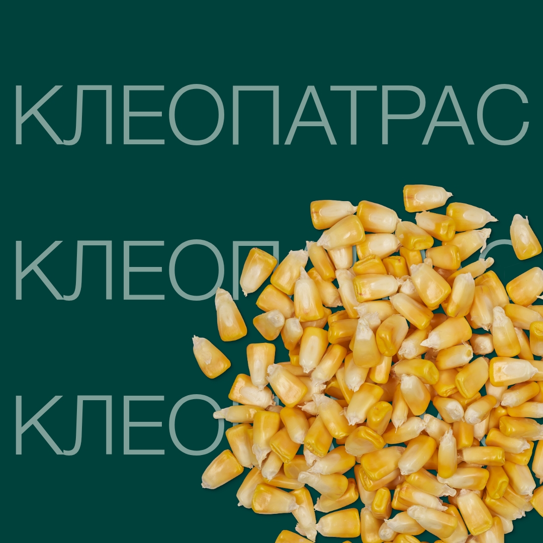 kleopatras_keyvisual_kz_1x1_1.jpg