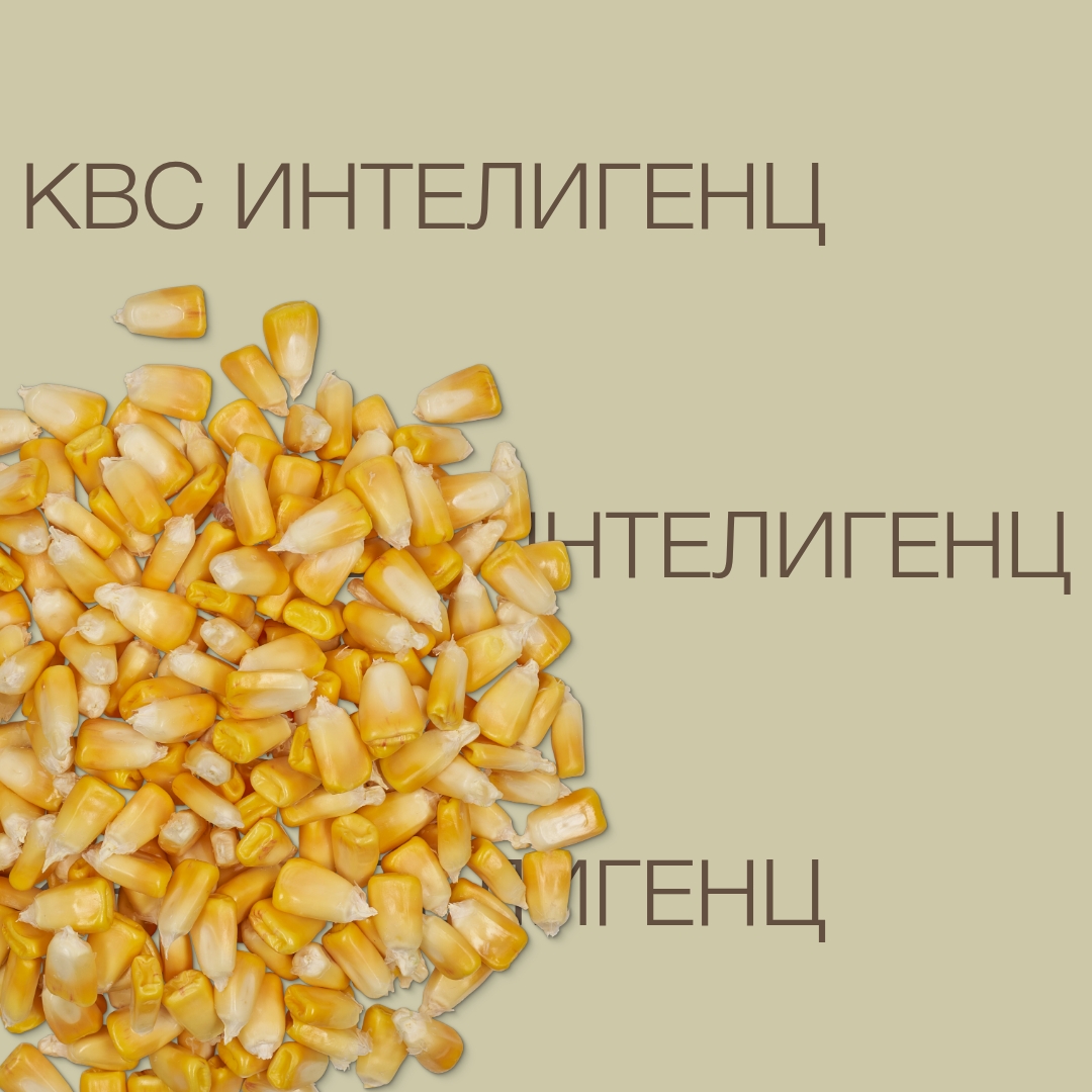 kvs_inteligenc_keyvisual_kz_1x1_1.jpg