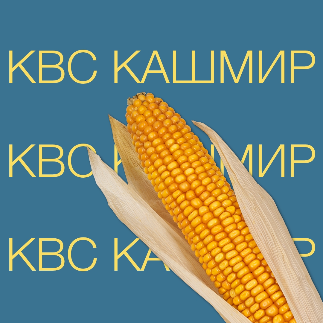 kvs_kasmir_keyvisual_kz_1x1_1.jpg