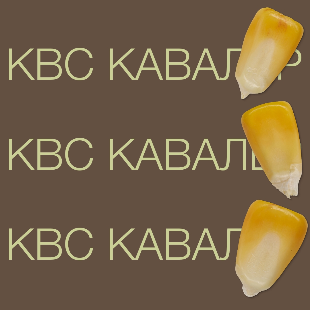 kvs_kavaler_keyvisual_kz_1x1_1.jpg