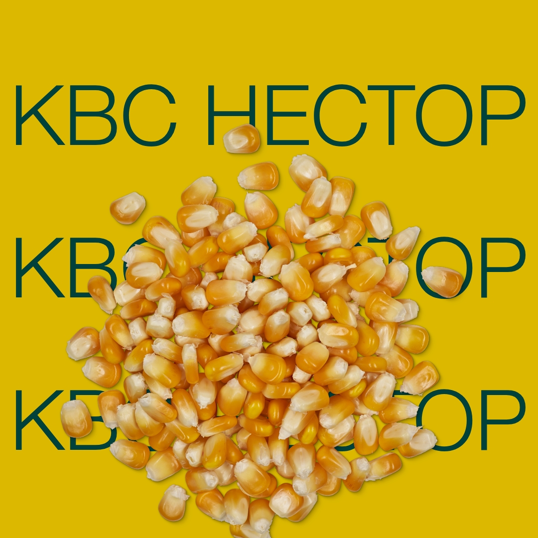 kvs_nestor_keyvisual_kz_1x1_1.jpg