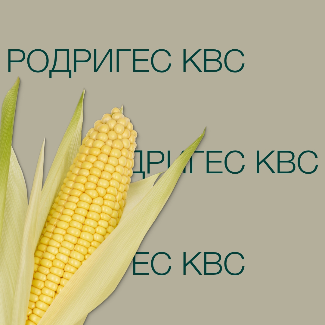 rodriges_kvs_keyvisual_kz_1x1_1.jpg