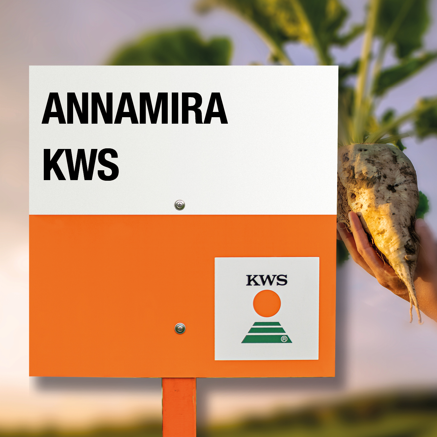 ANNAMIRA-KWS.jpg