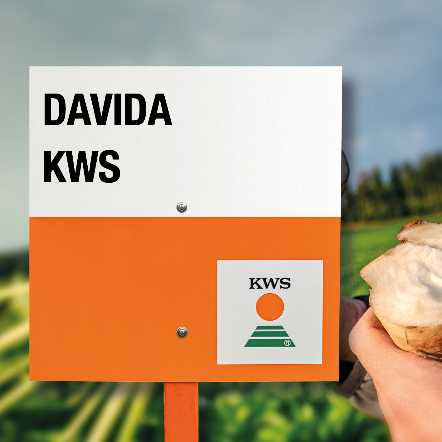 DAVIDA-KWS.jpg