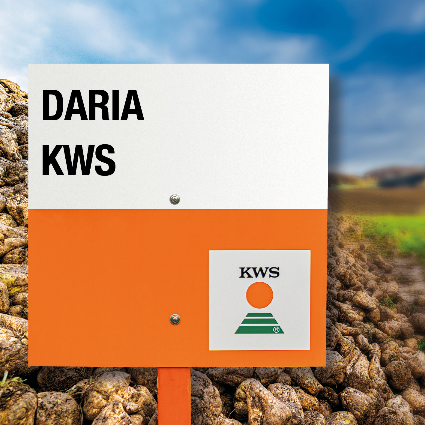 DARIA-KWS-MD.jpg