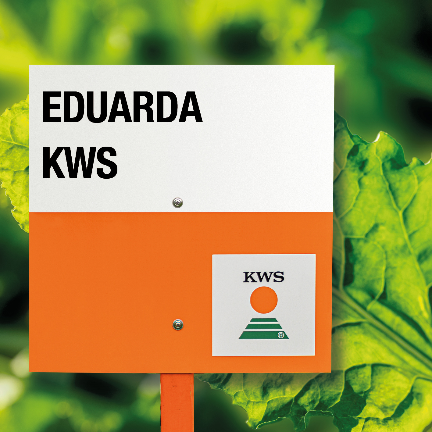 EDUARDA-KWS-MD.jpg