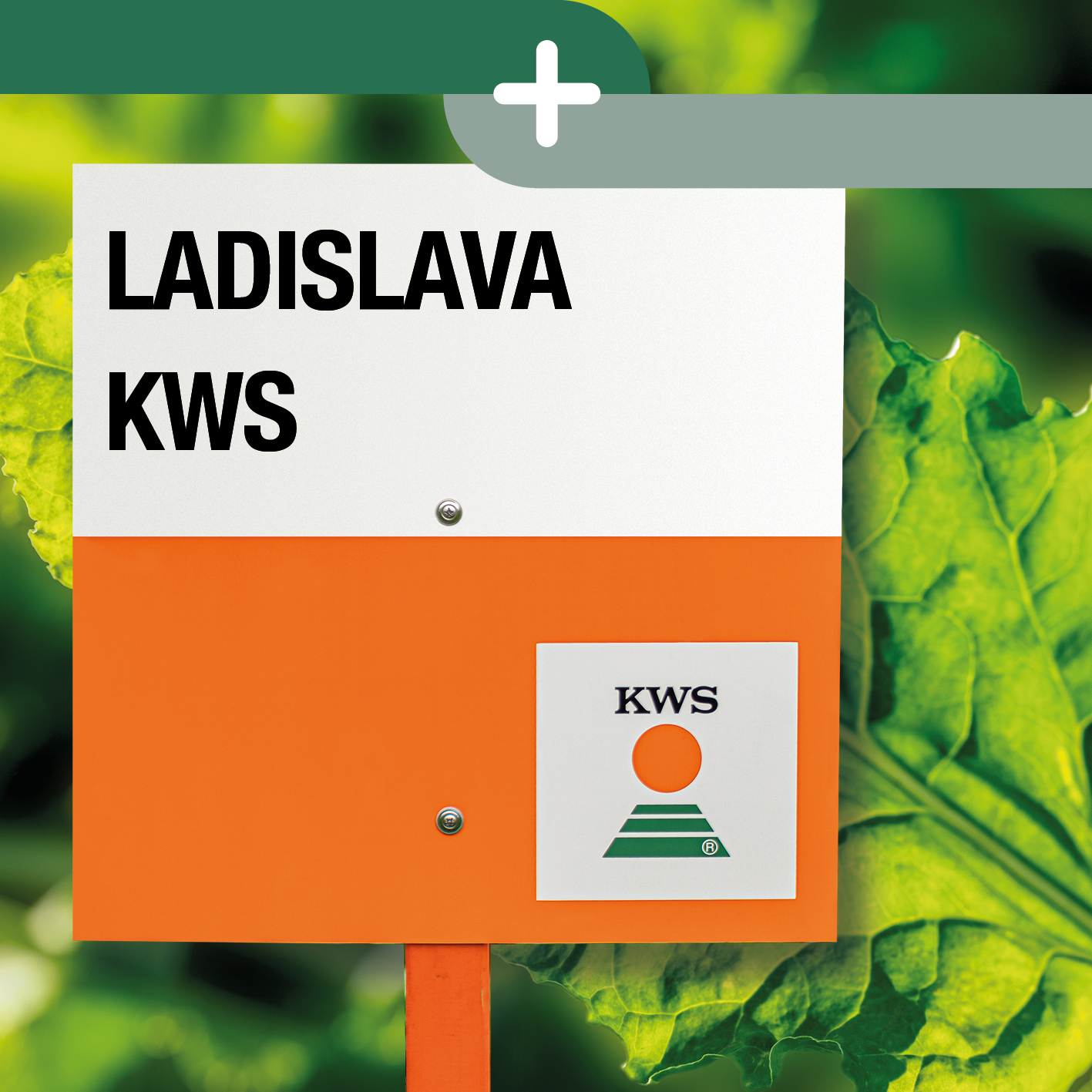LADISLAVA-KWS-MD.jpg