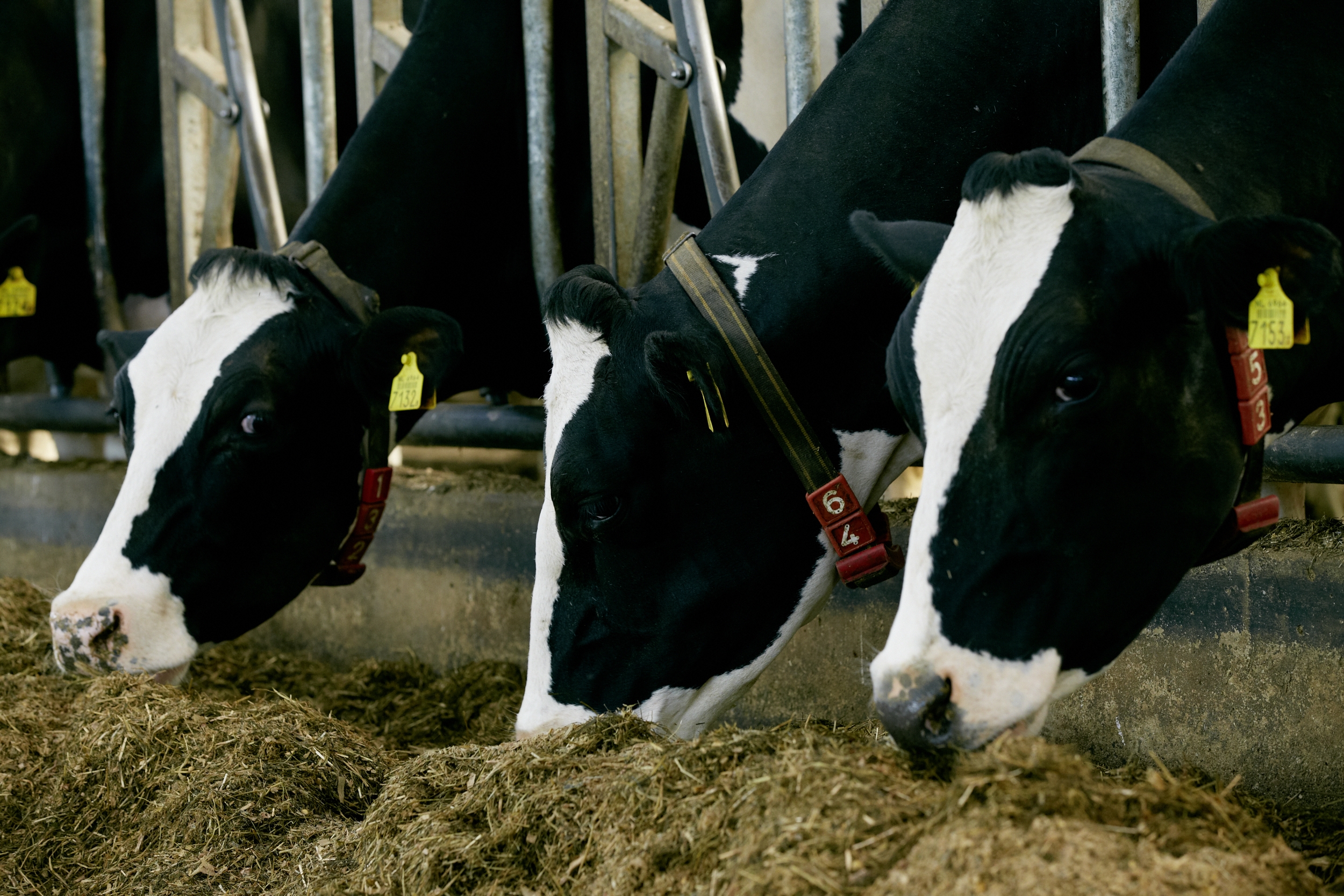 KWS_NL_cows_eating_Feedbeet_2022.jpg