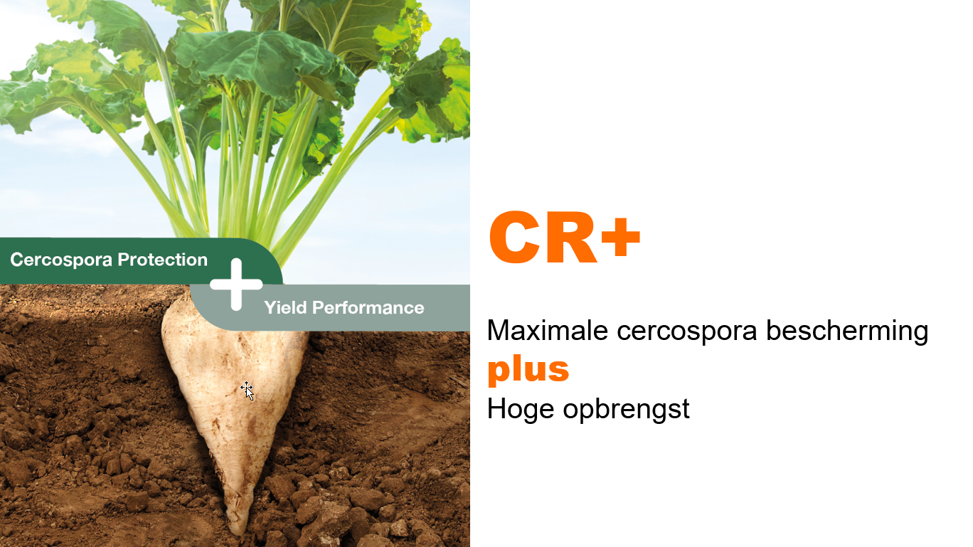 KWS_NL_CR-_cercospora_2021.png