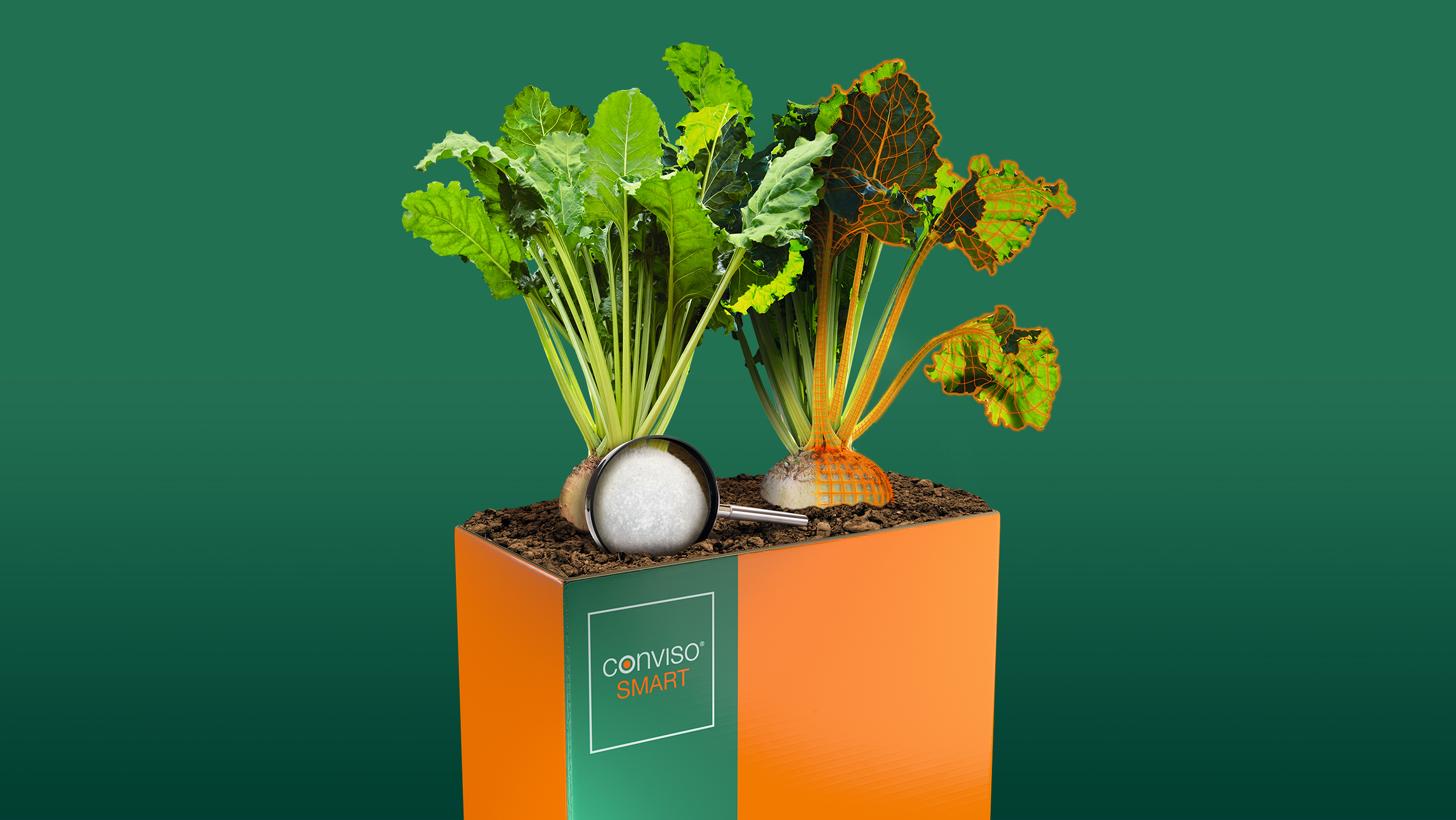 kws_nl_visual_smart_liesa_pea.jpg