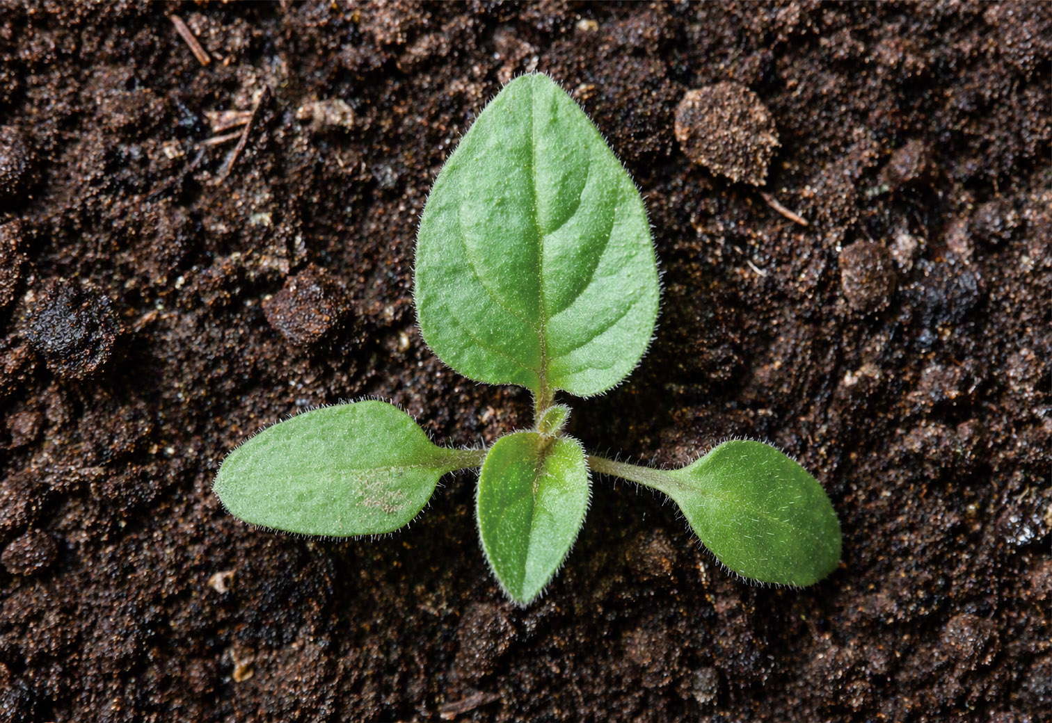 Mercurialis