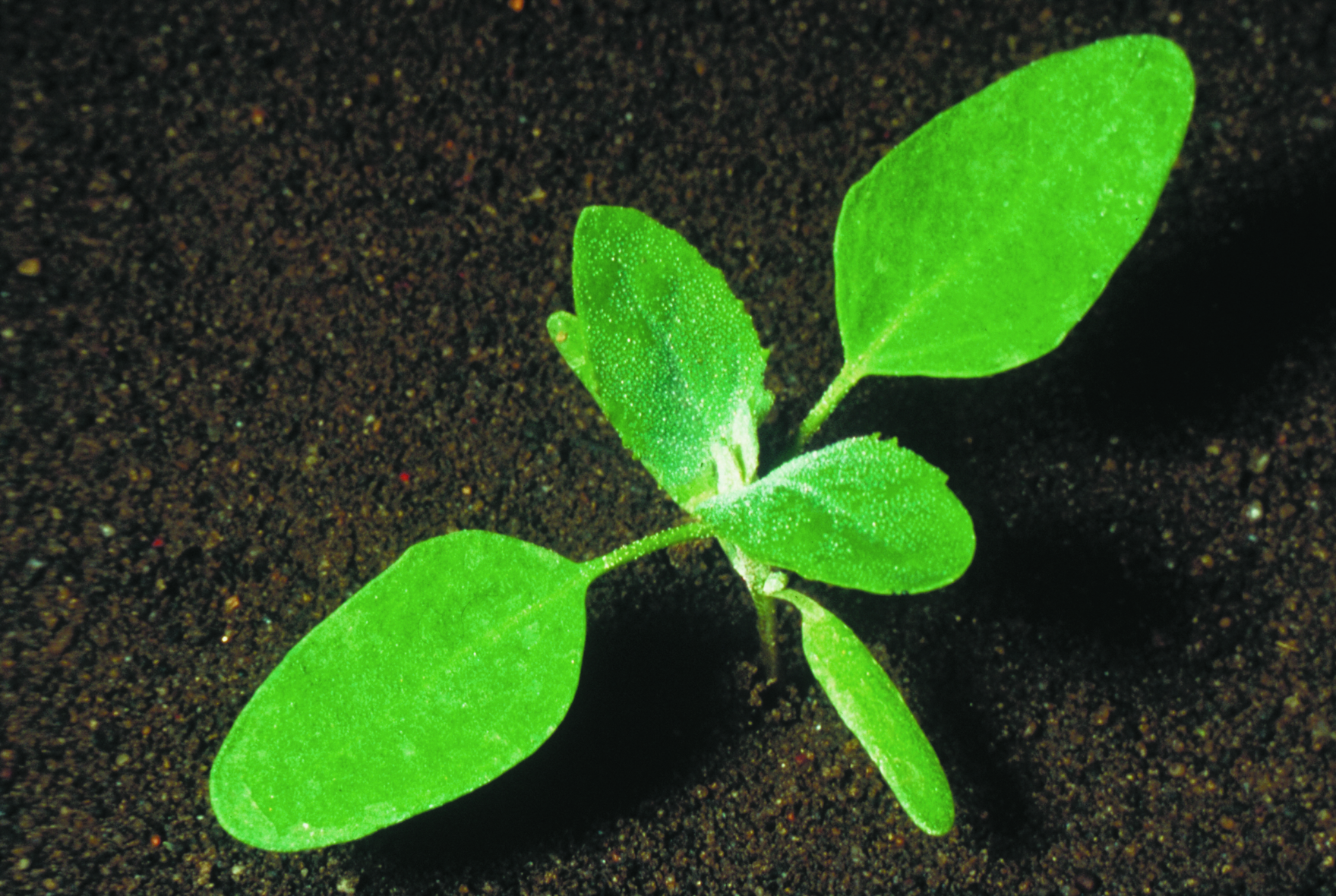Mercurialis