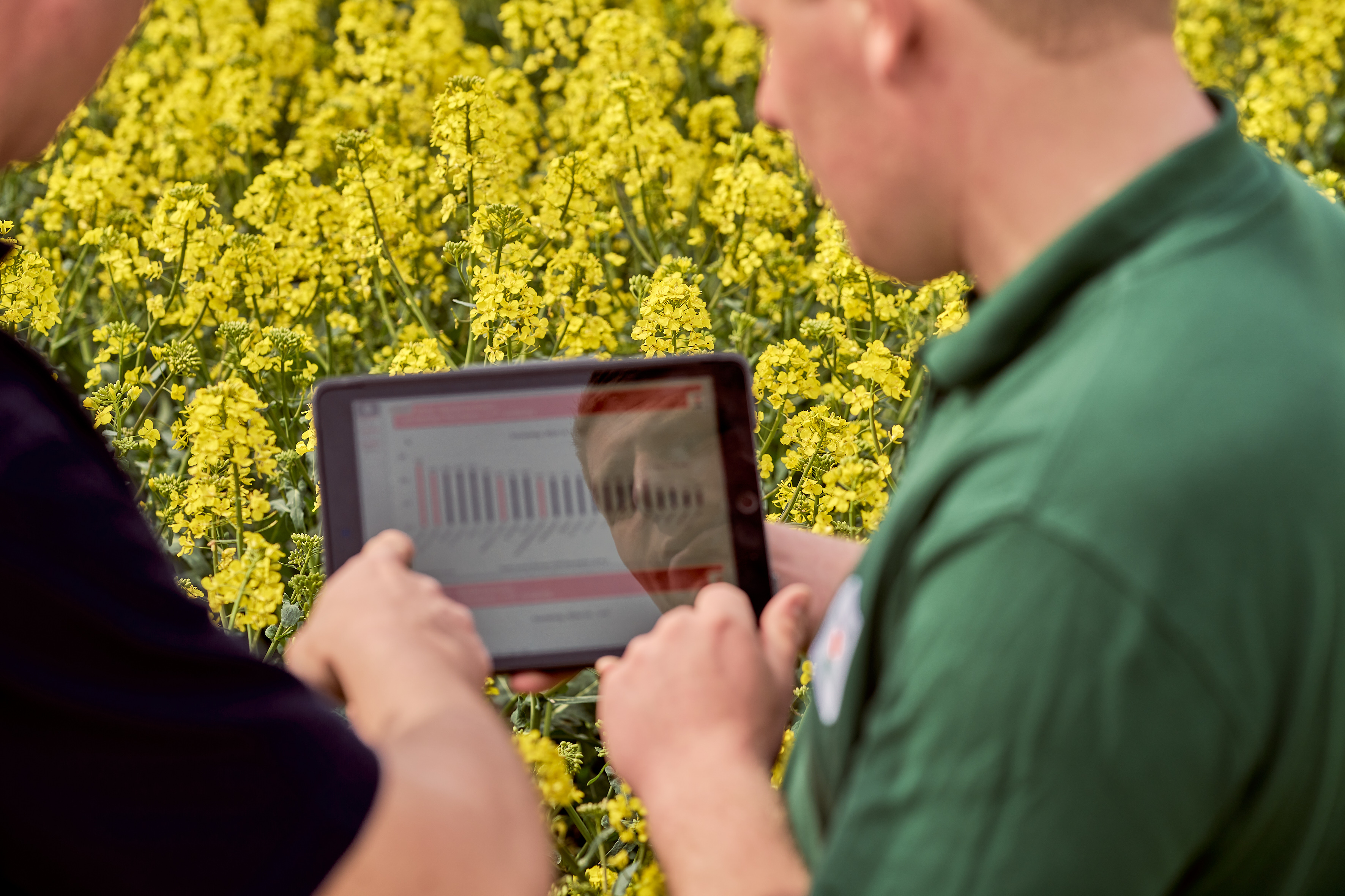 oilseed-rape-consoulting.jpg