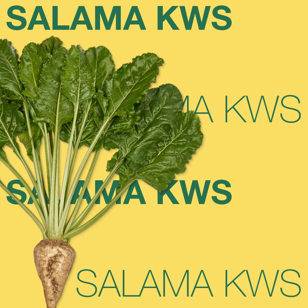SALAMA_KWS_Keyvisual_PK_1x1_1.jpg