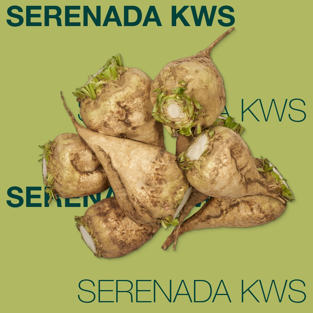 SERENADA_KWS_Keyvisual_PK_1x1_1.jpg